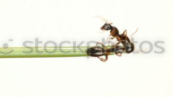 Similar – Red, wood ant, Animal