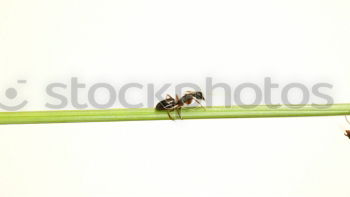 Similar – Foto Bild Sündenbock. Tier