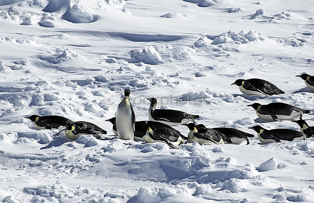 Similar – Image, Stock Photo cormorant Animal