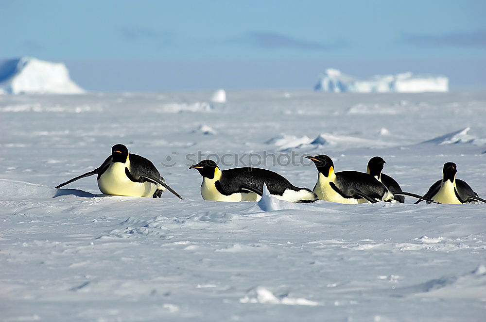 Similar – Flock of penguins walking on snow