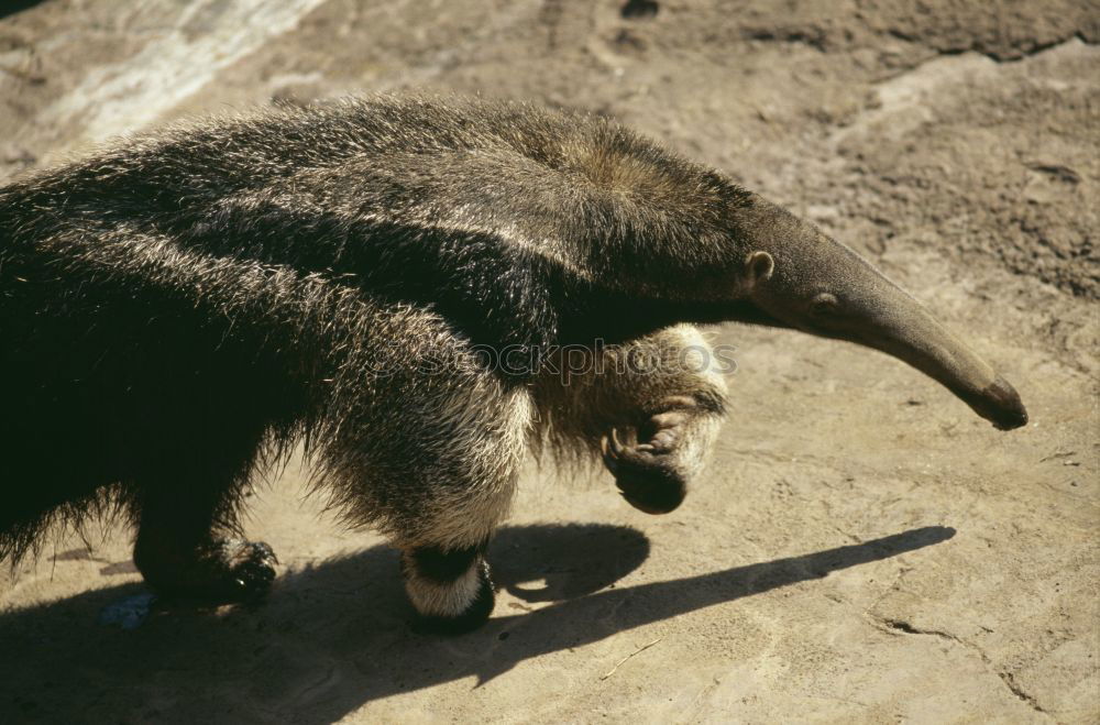 Similar – anteater Ant-eater Animal