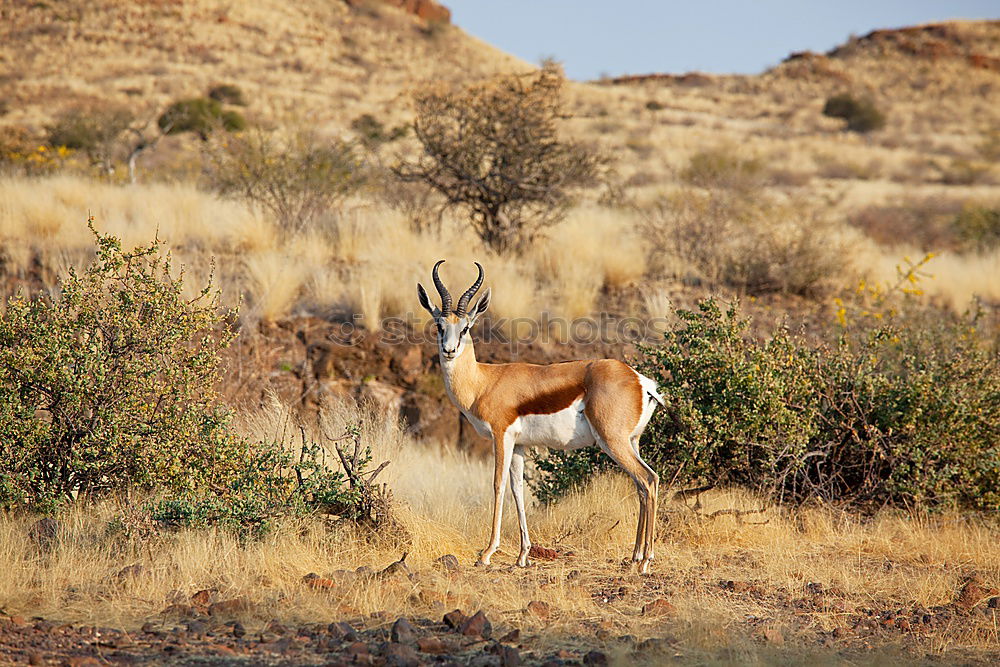 Similar – Foto Bild Guanacos exotisch Safari