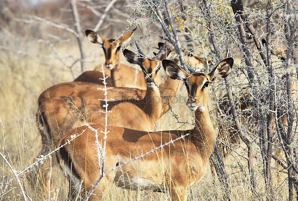 Similar – Impala Herd Nature Animal