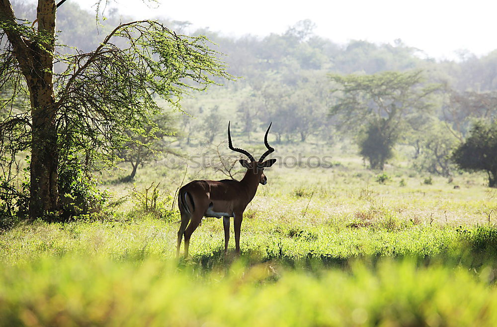 Similar – kudu Vacation & Travel