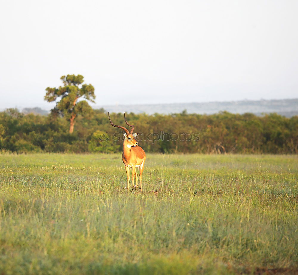 Similar – Image, Stock Photo Cow in Cuba Nature Poverty