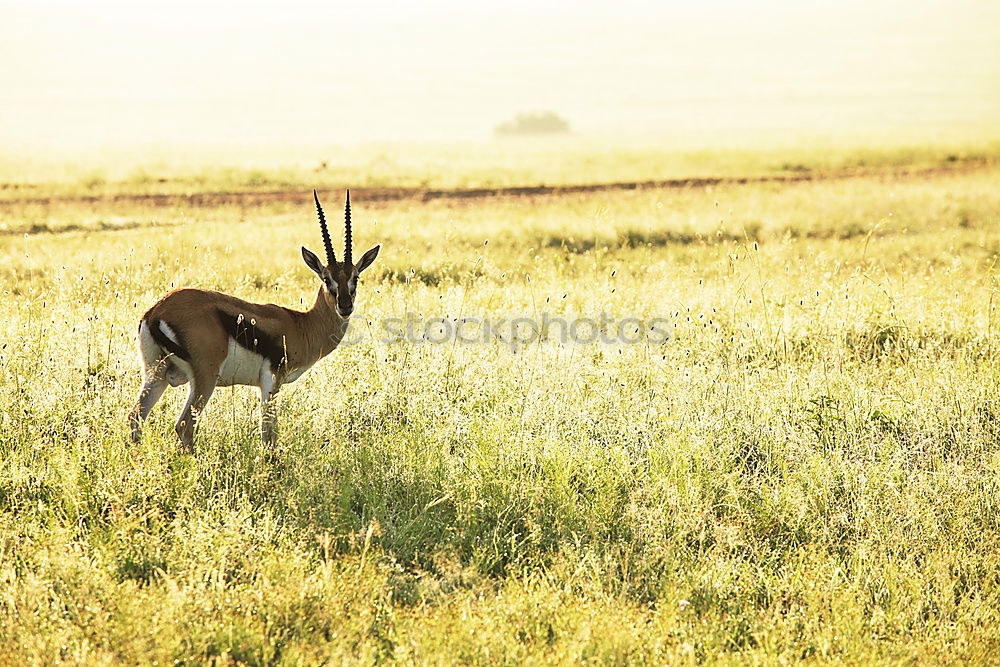 Similar – Image, Stock Photo Hey, Dude! Environment