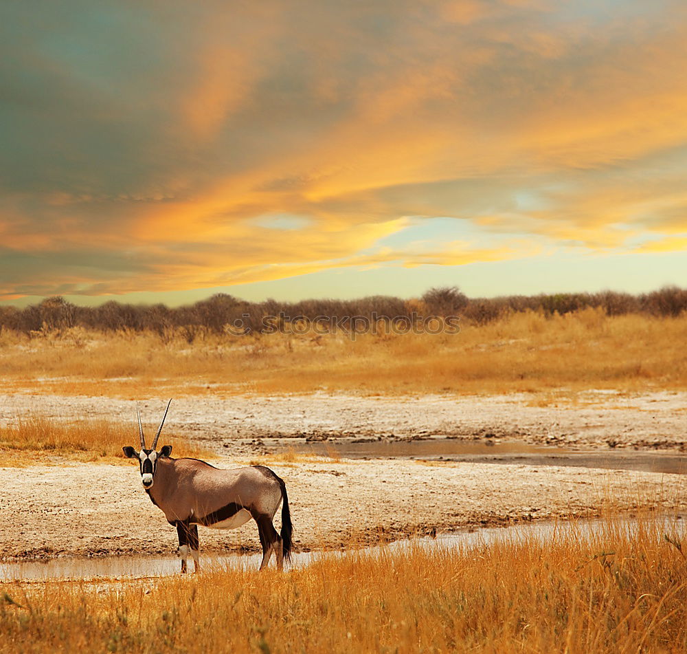 Similar – Lonely deer on the meadow