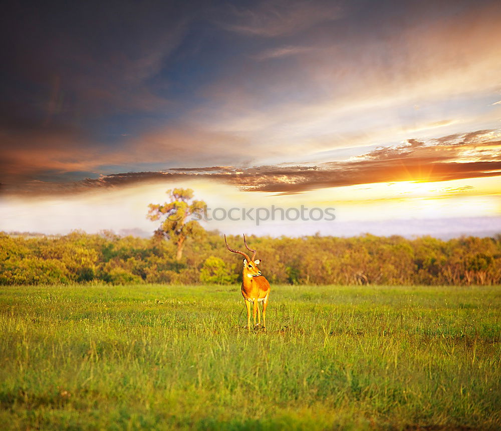 Similar – Image, Stock Photo Cow in Cuba Nature Poverty