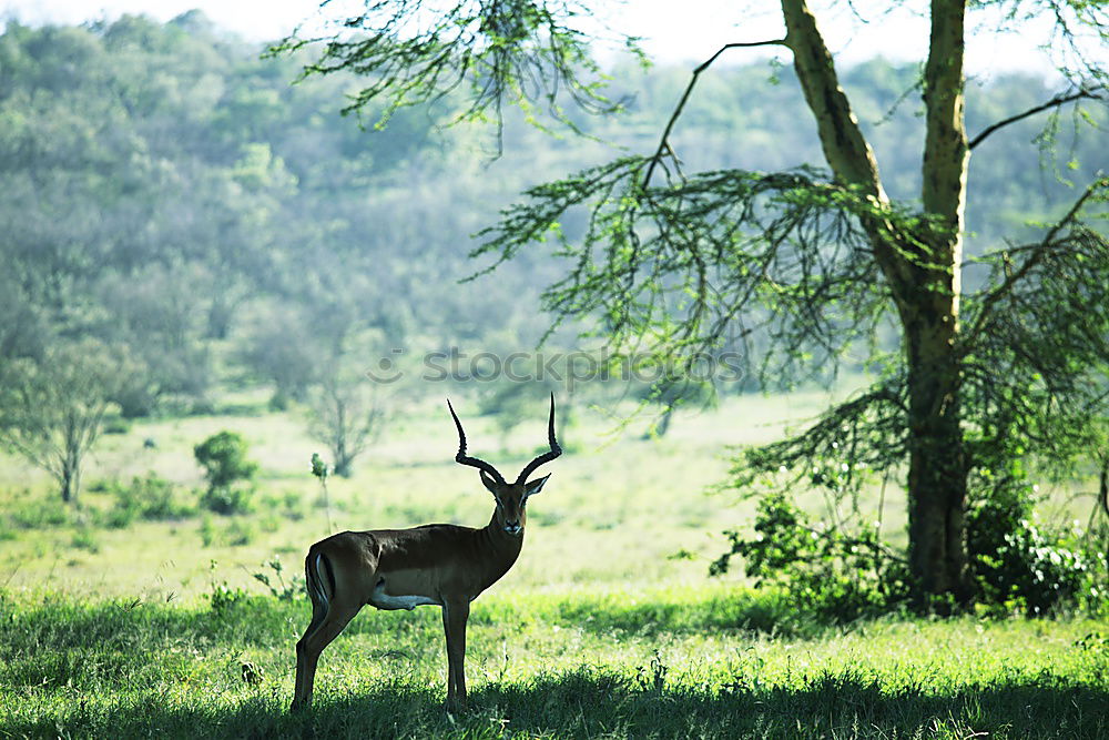 Similar – kudu Vacation & Travel