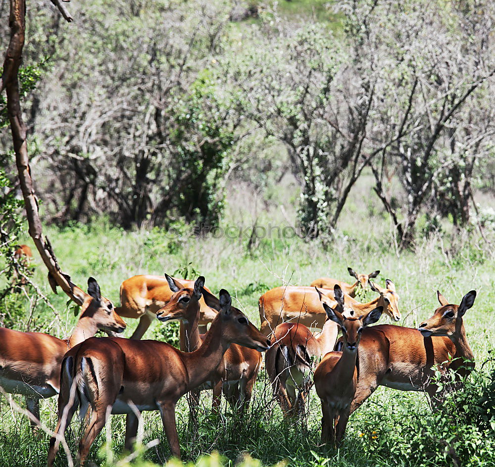 Springbok Herd Animal