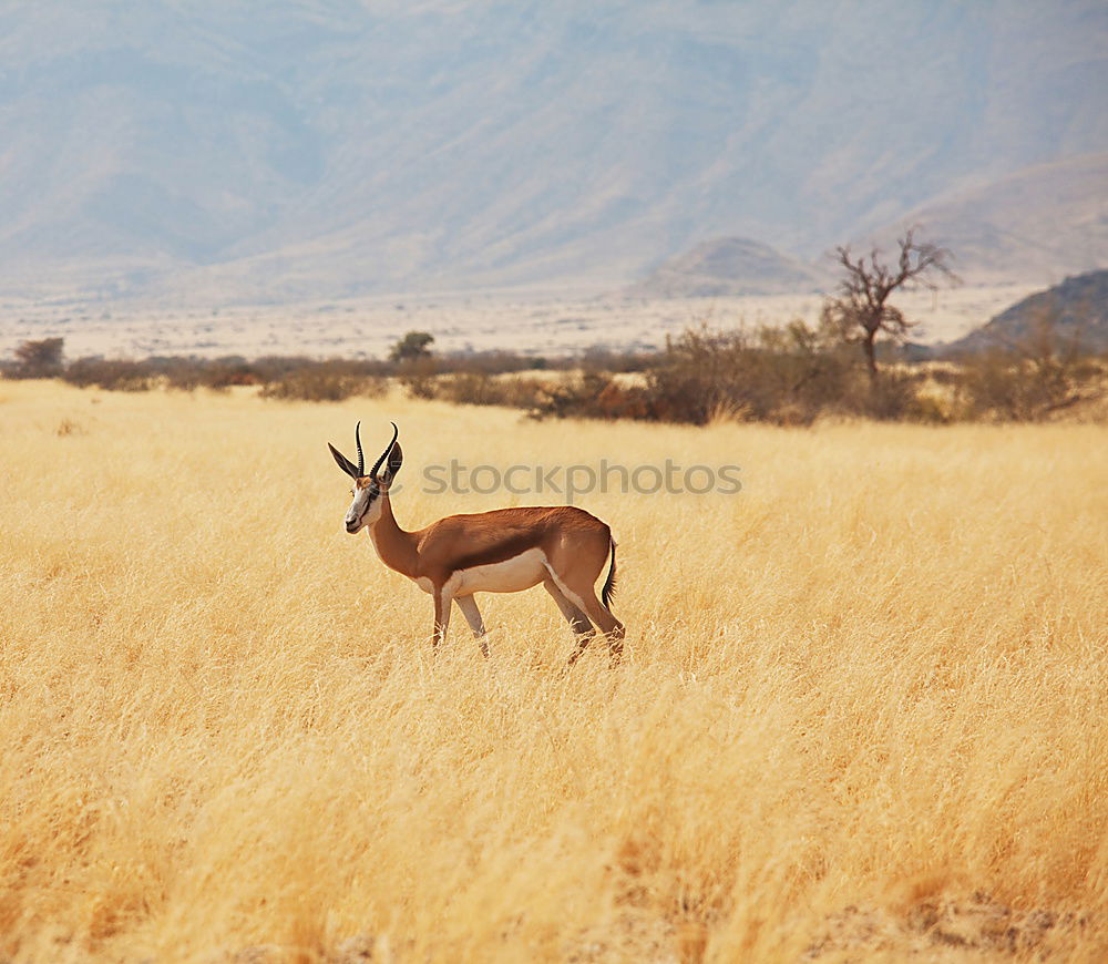 Similar – Giraffe in the Savannah