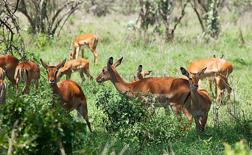 Similar – Springbok Herd Animal