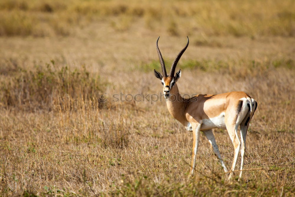 Similar – Thomson gazelles grazing