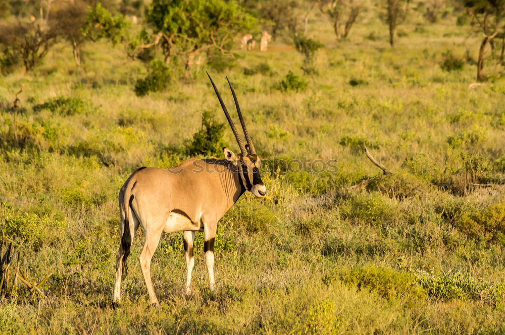 Similar – Crossing of two antelopes in the savannah