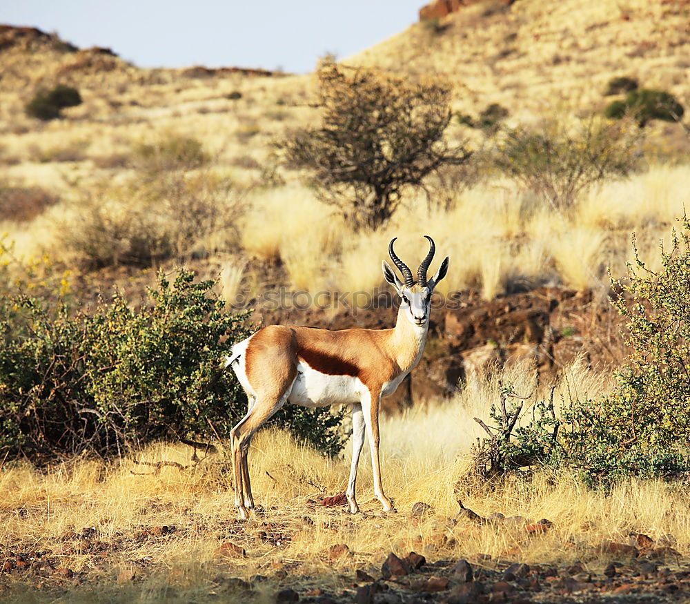 Similar – Crossing of two antelopes in the savannah