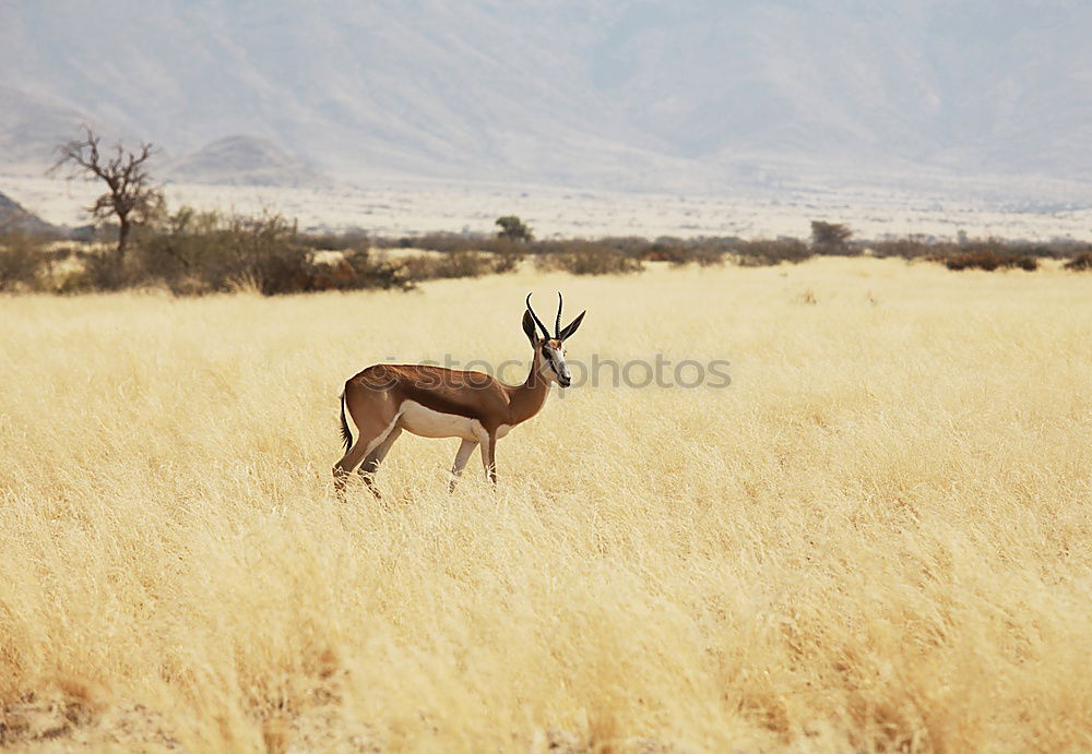 Similar – Image, Stock Photo you KU(h)DU