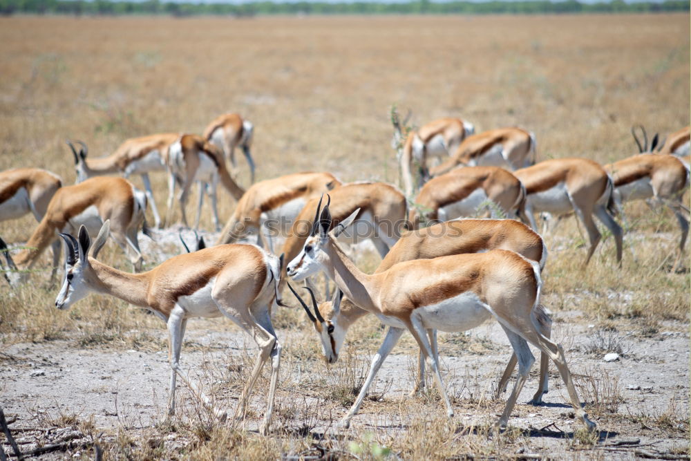 Impala Herd Nature Animal