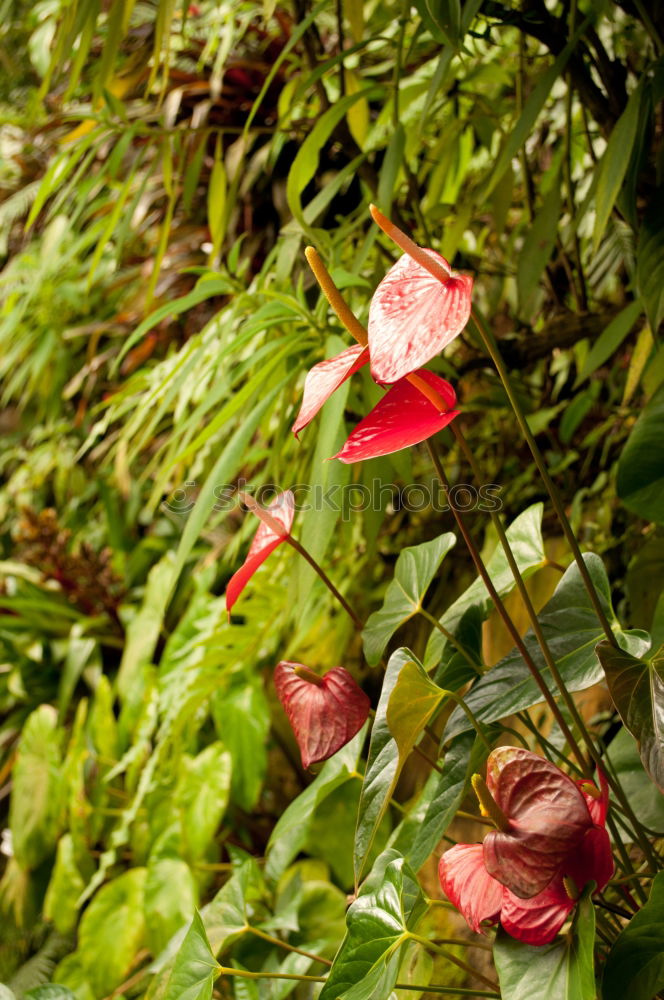 Similar – Flowers and leaves with decoration for bunch of flowers