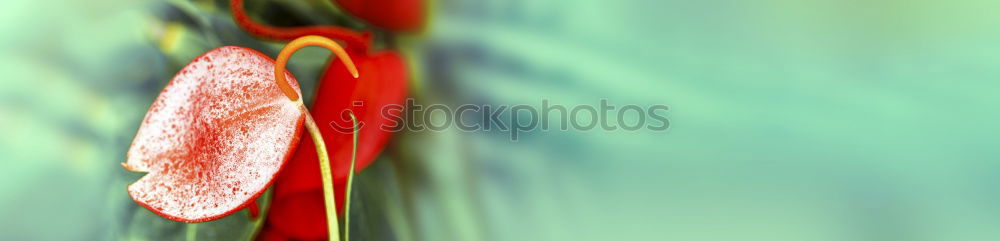 Similar – Image, Stock Photo rose blossom Elegant