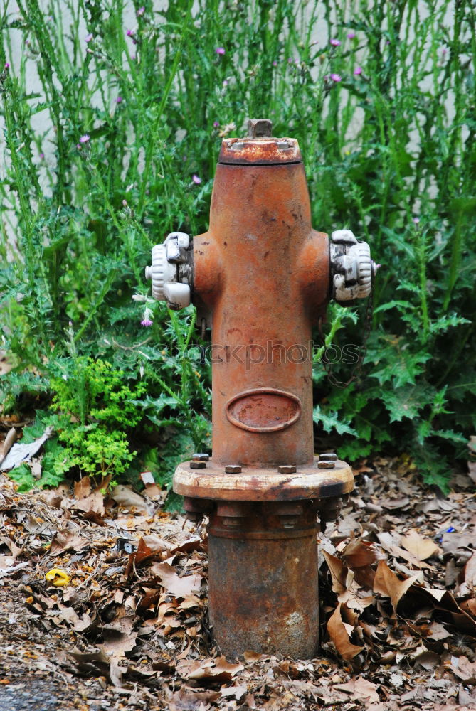 Similar – Image, Stock Photo hydrant Nature Water
