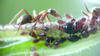 Similar – Image, Stock Photo Ant_Macro Animal 1 Eating