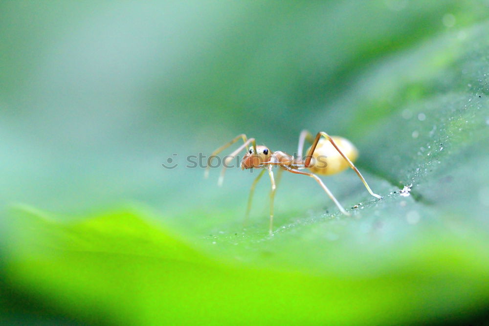 Similar – Image, Stock Photo grey meat fly Fly 2 Animal