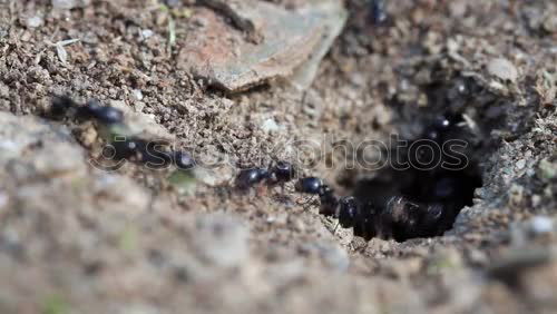 Similar – Image, Stock Photo breakthrough Asphalt