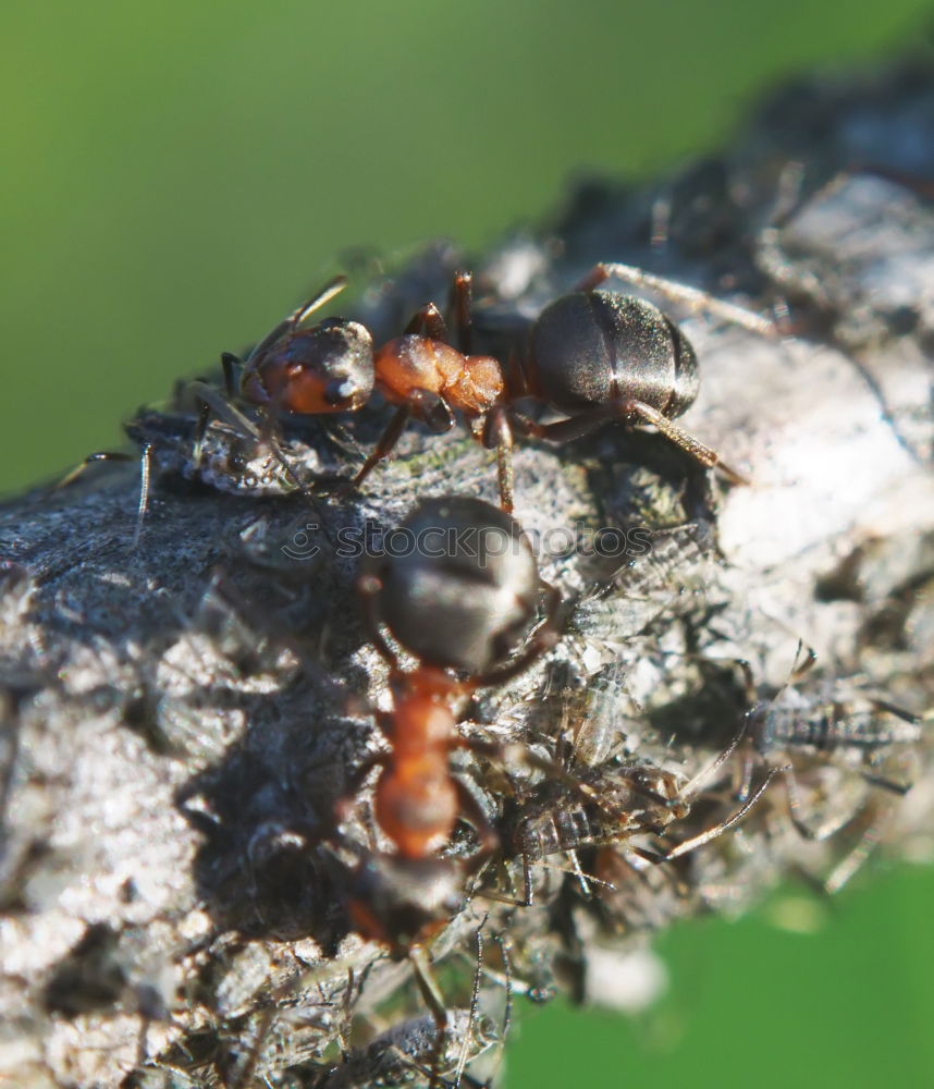 Similar – Schlüpfende Wanzenlarven mit Eiern