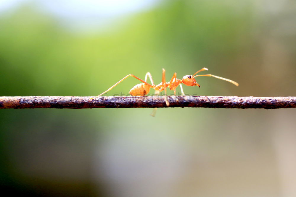 Similar – Crop hand with crayfish