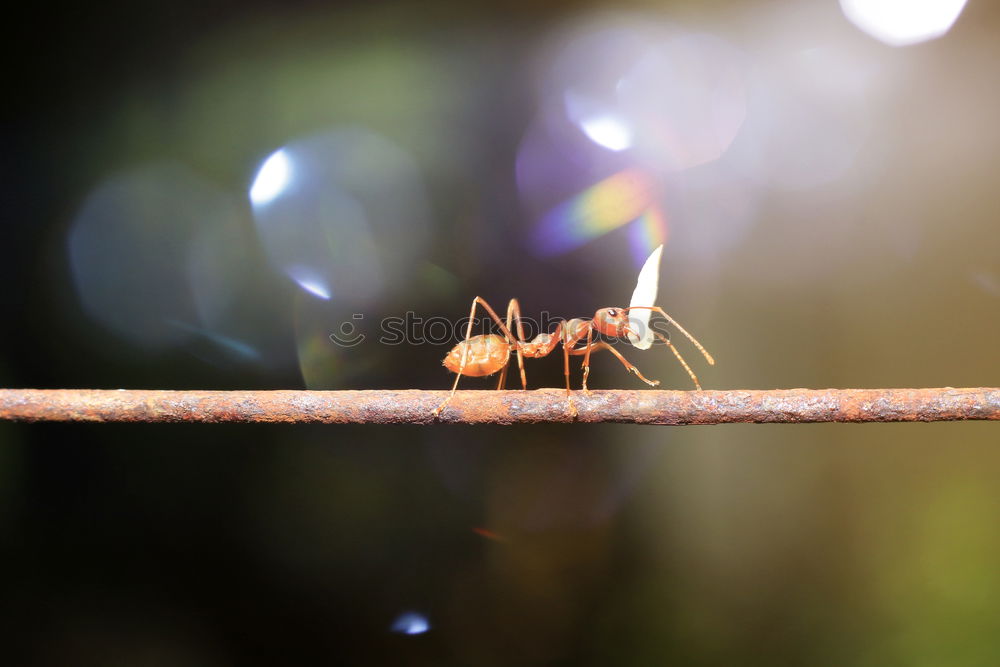 Similar – Foto Bild Das kleine Krabbeln