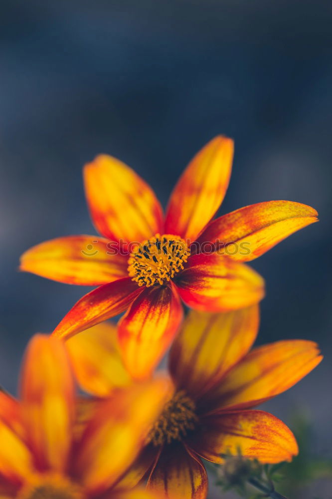 Similar – Foto Bild Rotgelbe Dahlien-Blüten mit Bienen