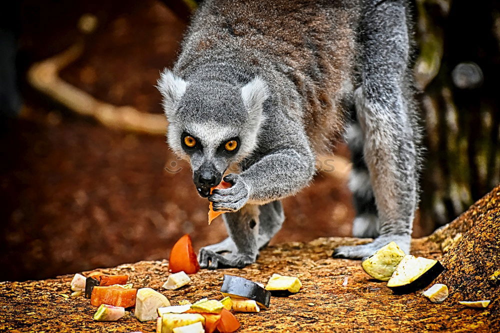 Similar – Image, Stock Photo Frightened look Fruit