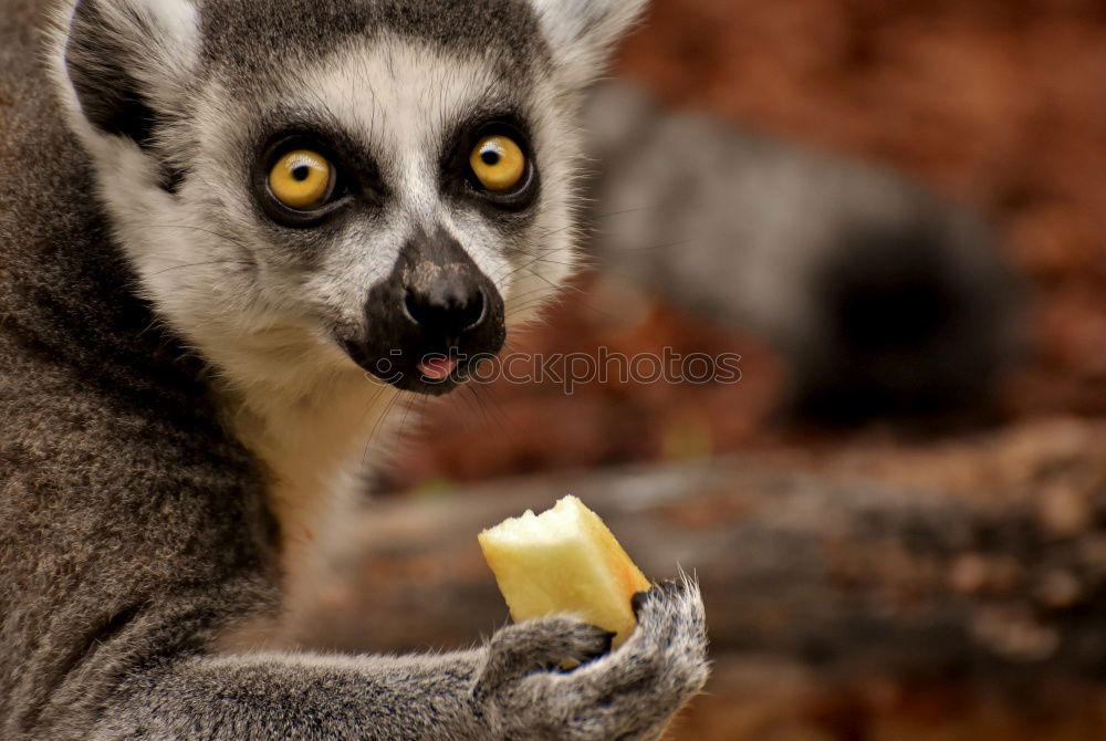 Similar – Image, Stock Photo Frightened look Fruit