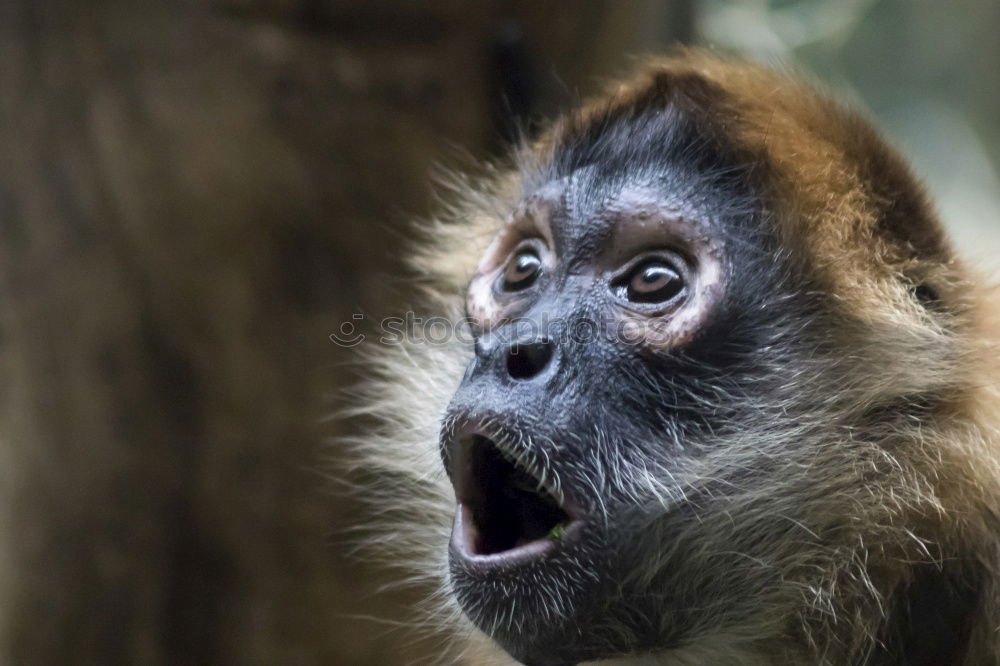 Similar – Image, Stock Photo gorilla Monkeys Gorilla