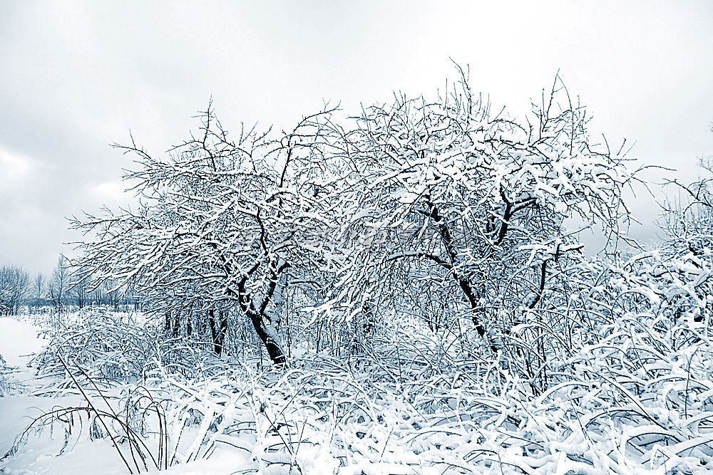 Similar – Image, Stock Photo Crystals on the tree