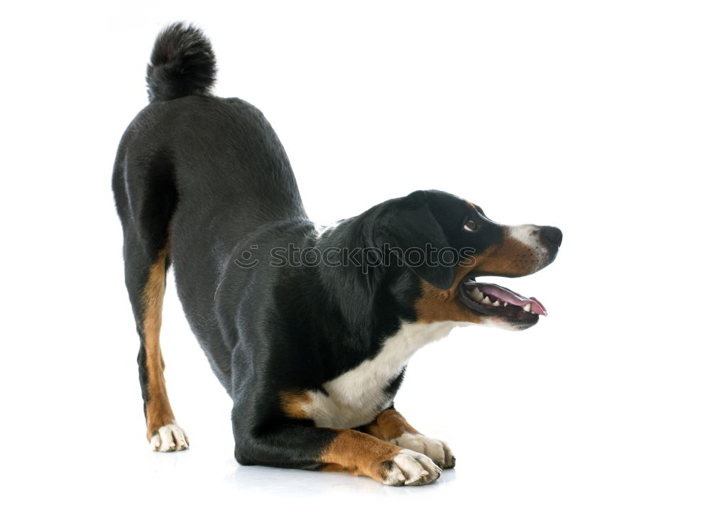 Similar – Image, Stock Photo shadow dog Dog Animal