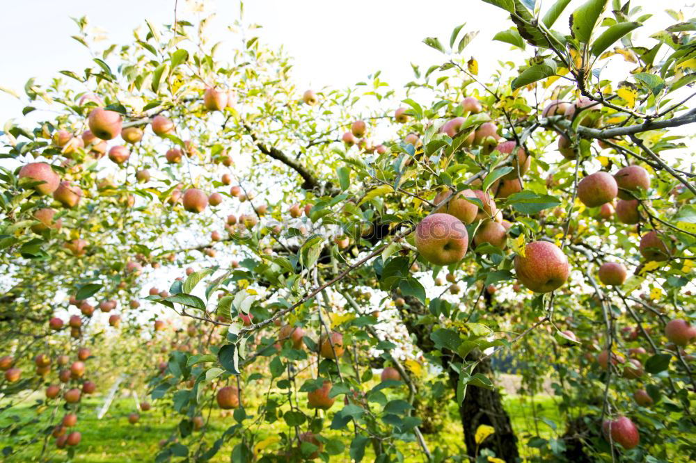 Similar – Red apples tree Fruit