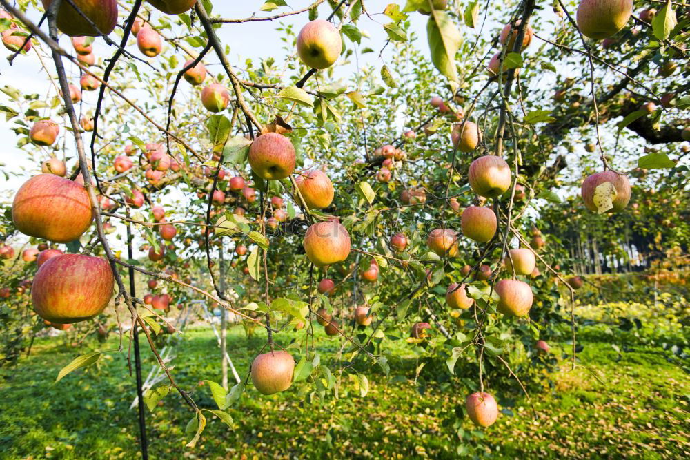 Similar – Red apples tree Fruit