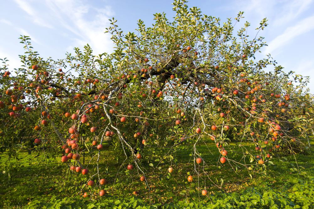 Similar – Foto Bild Granatapfelallee Pflanze