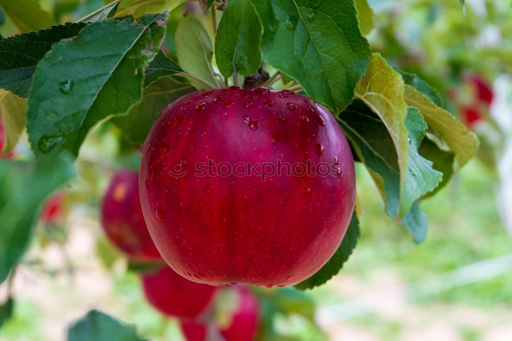 Similar – Image, Stock Photo Mirabelle plums VI Food