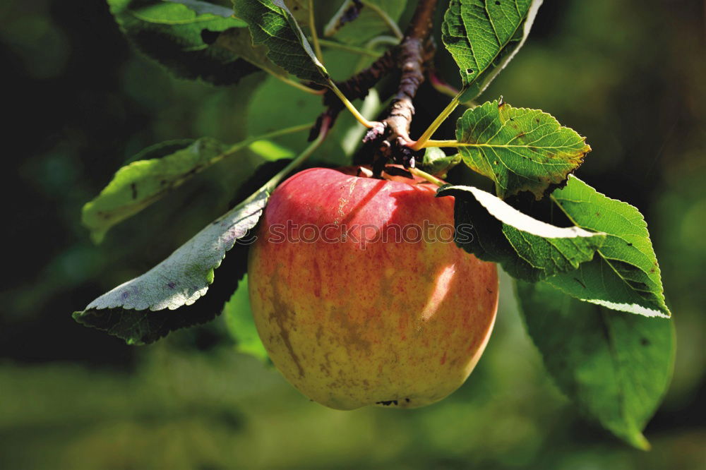 Similar – apple Food Fruit Apple