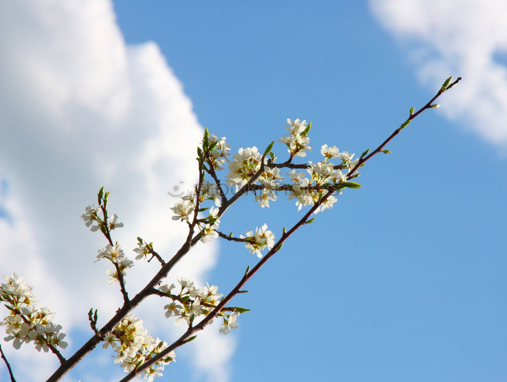 Similar – Les bourgeons éclatent