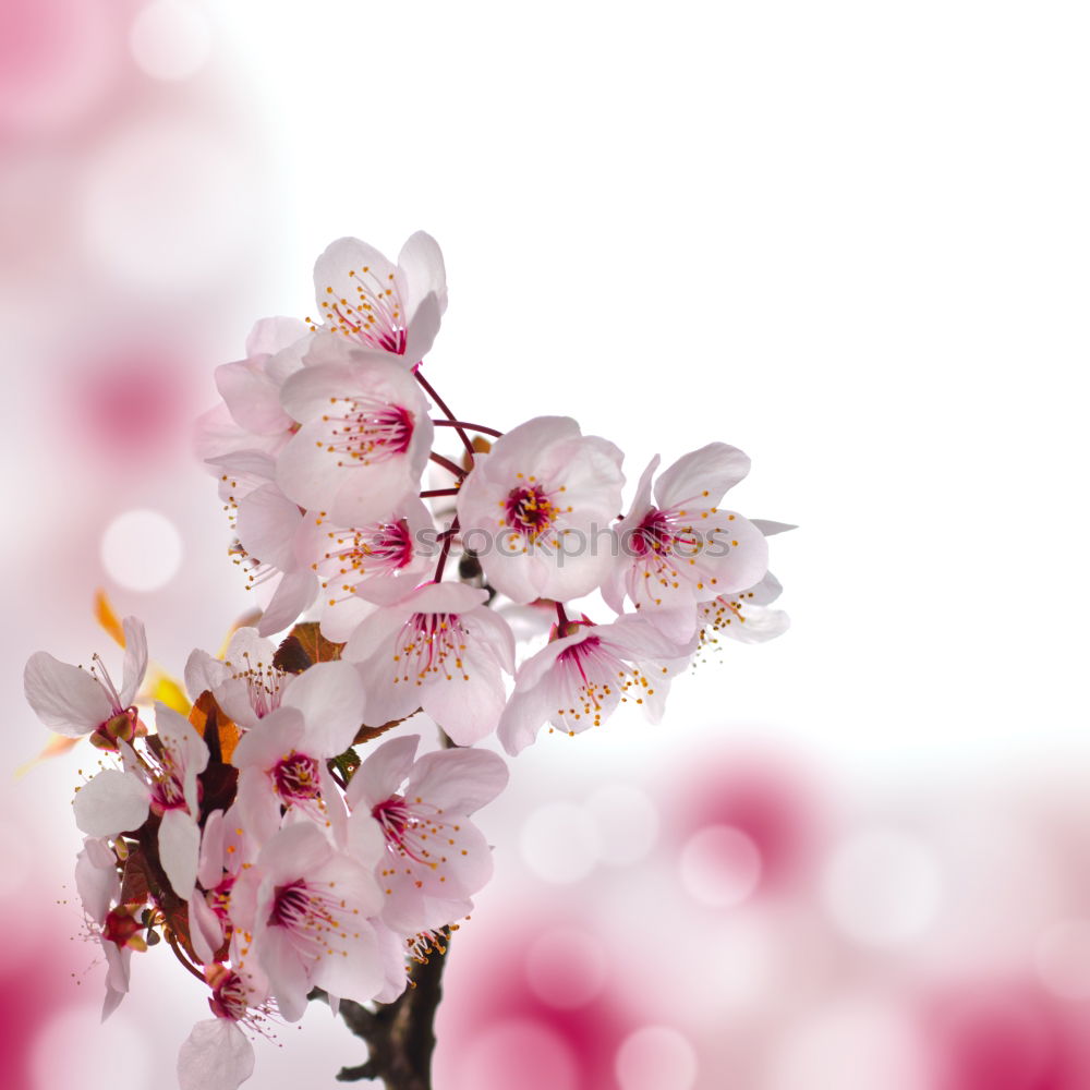 Image, Stock Photo cherry blossom Cherry Pink