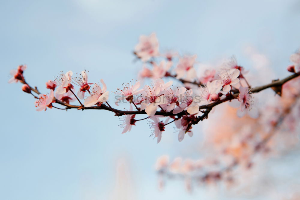 Similar – Spring. Fruit trees twigs with buds and flowers