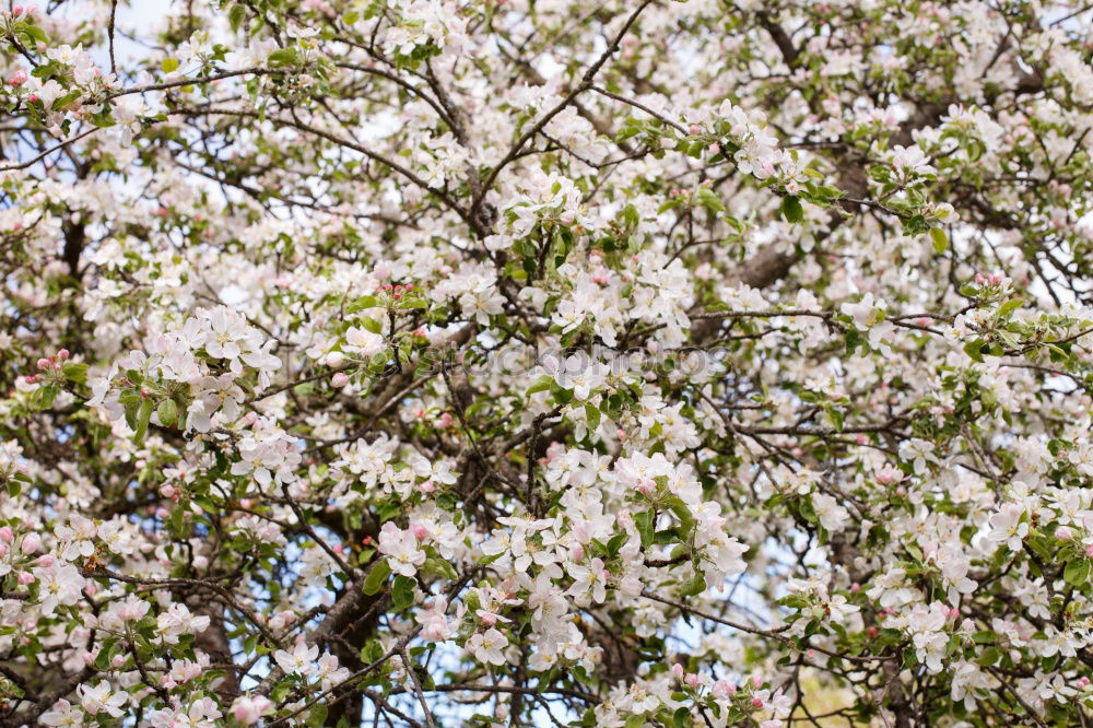 Similar – Foto Bild Der Frühling zeigt sein buntes Band…