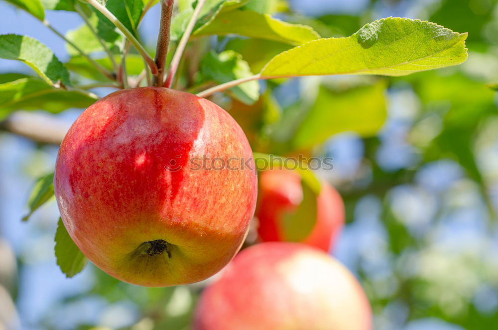 Similar – Image, Stock Photo Apples hanging from the tree