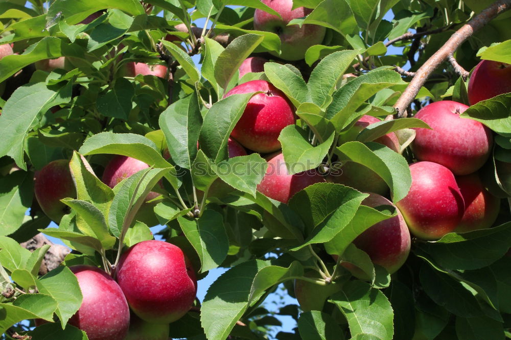 Similar – Image, Stock Photo Delicious apples Fruit