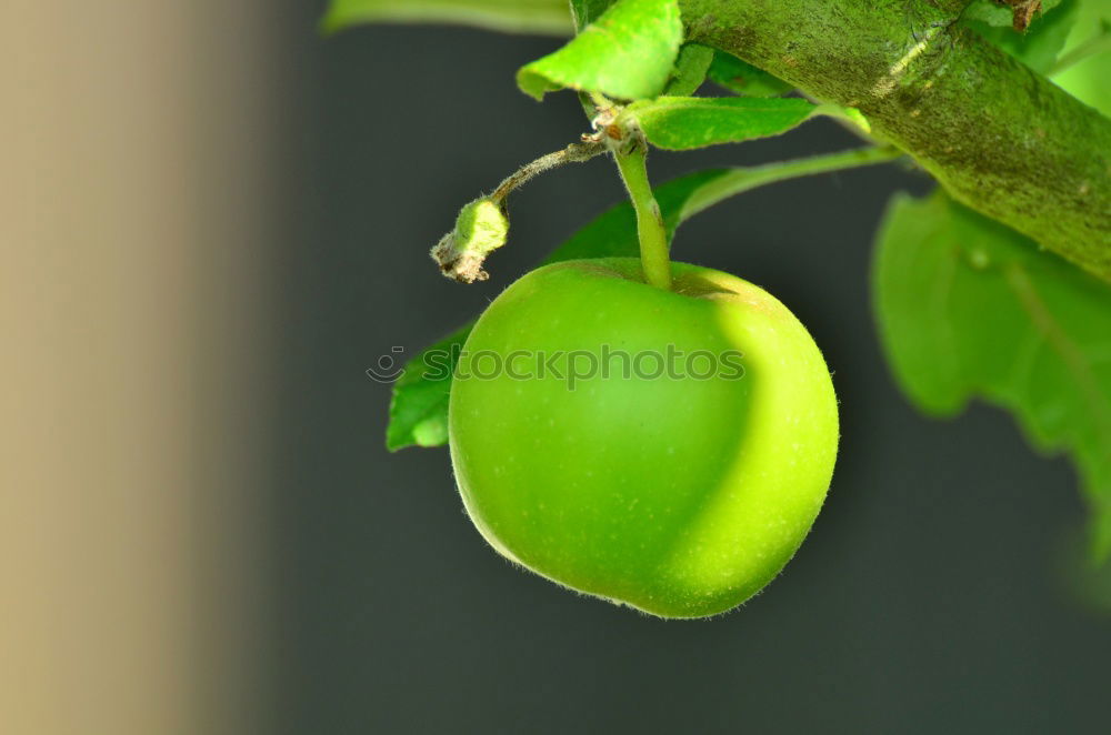 Similar – wax tomato Food Vegetable