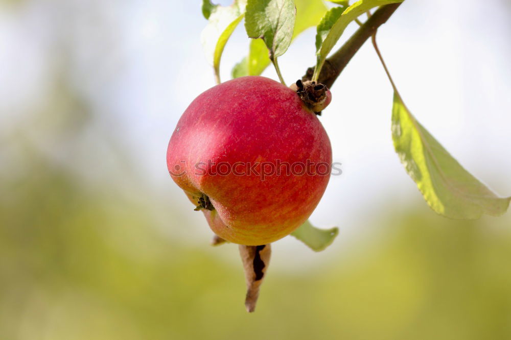 Similar – Image, Stock Photo Apples hanging from the tree