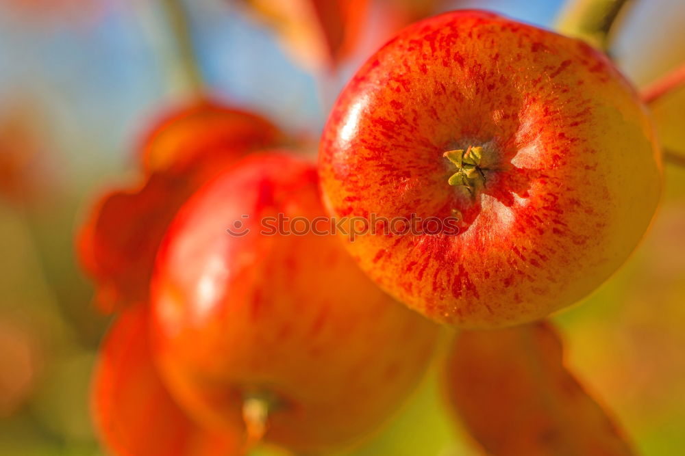 Similar – Image, Stock Photo autumn fire Plant Autumn